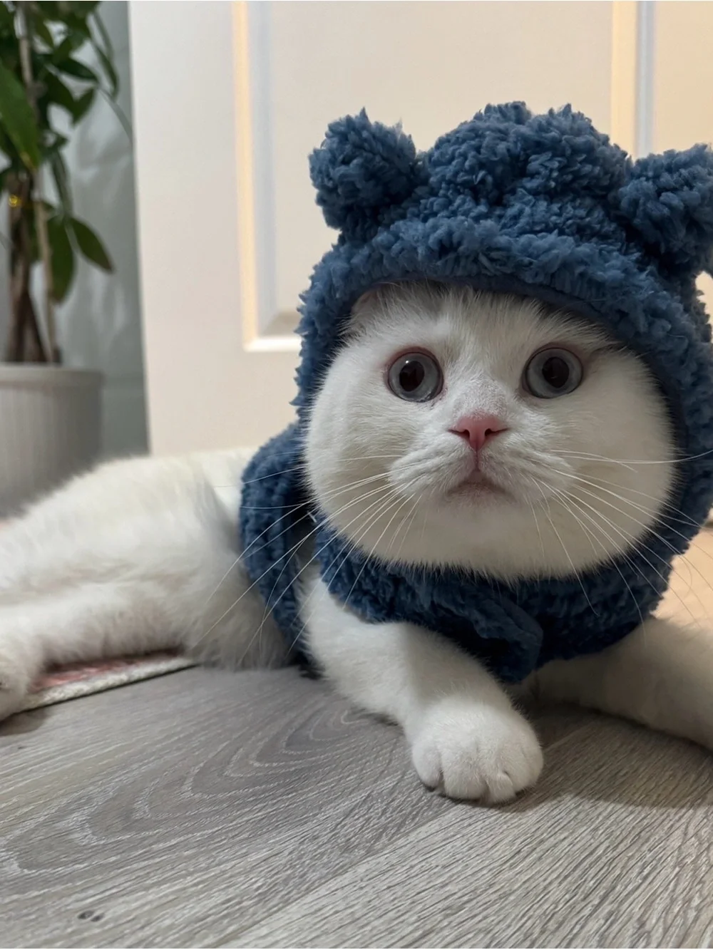 Plush Gray Fleece Cat Hat and Vest - Cozy Pet Costume